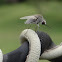 Bee fly