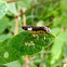 Spittlebug