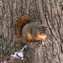Fox Squirrel