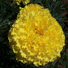 Marigold