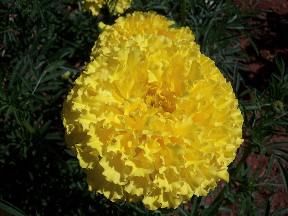 Spotting Image 1