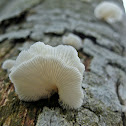 Fungi~