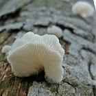 Fungi~