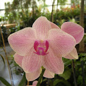 Pink Vanda (orchid)