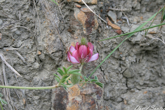 Spotting Image 1