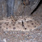 Sonoran Desert Sidewinder