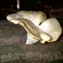 Pleurotus