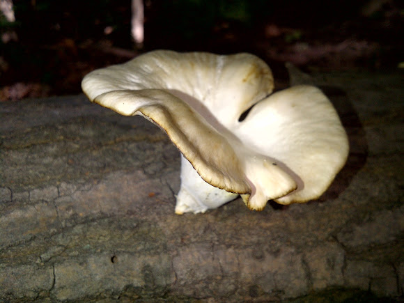 Spotting Image 1