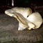 Pleurotus