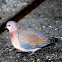Laughing Dove
