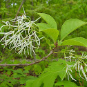 Fringetree