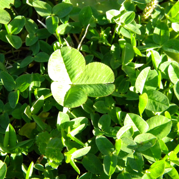 Spotting Image 1