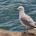 Ring-billed Gull