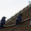 Jackdaws