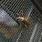 Ember beetle