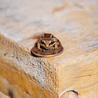 Wood Frog 