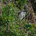 Black-crowned Night Heron