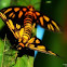 moth