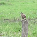 House Wren / Cucarachero
