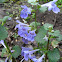 Ground ivy