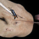 Scoliid wasp