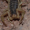 Giant desert hairy scorpion