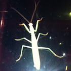 Praying Mantis