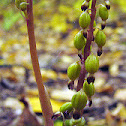 Late Coralroot