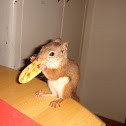 Red Squirrel