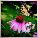 Eastern Tiger Swallowtail
