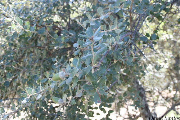 Spotting Image 1