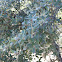 Holm Oak