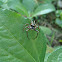 jumping spider
