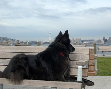 How to download Belgian Sheepdog Puzzle lastet apk for bluestacks