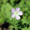 Wild Geranium