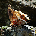 Two-tailed Pasha