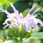 Monarda