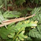 Green Wood pecker Stick insect