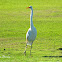 Great Egret