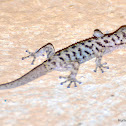 Yellowbelly Gecko