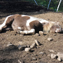 pony