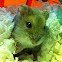Siberian Dwarf Hamster