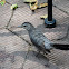 Gray Catbird