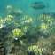 Convict Surgeon Fish  