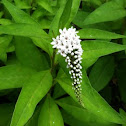 Gooseneck loosestrife