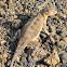 common lesser earless lizard
