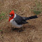 Red-crested Cardinal