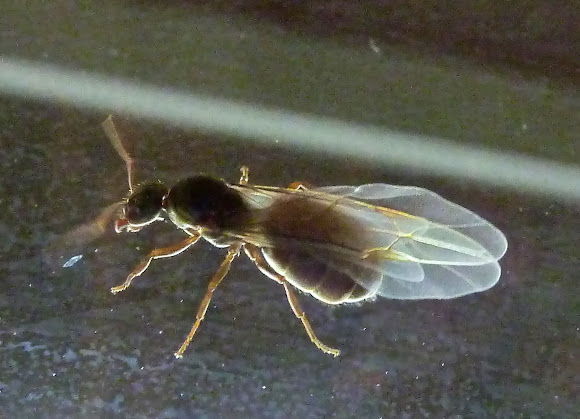 Spotting Image 1