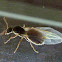 Flying Ant