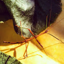 Common Walking Stick